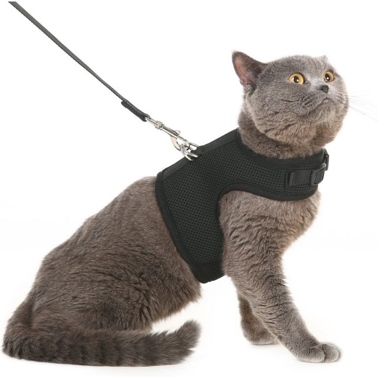 10 Best Cat Harness [Jun 2020] Cat Travel Guide