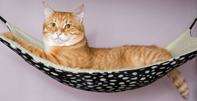 best cat travel hammocks