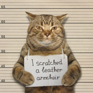 cat mugshot