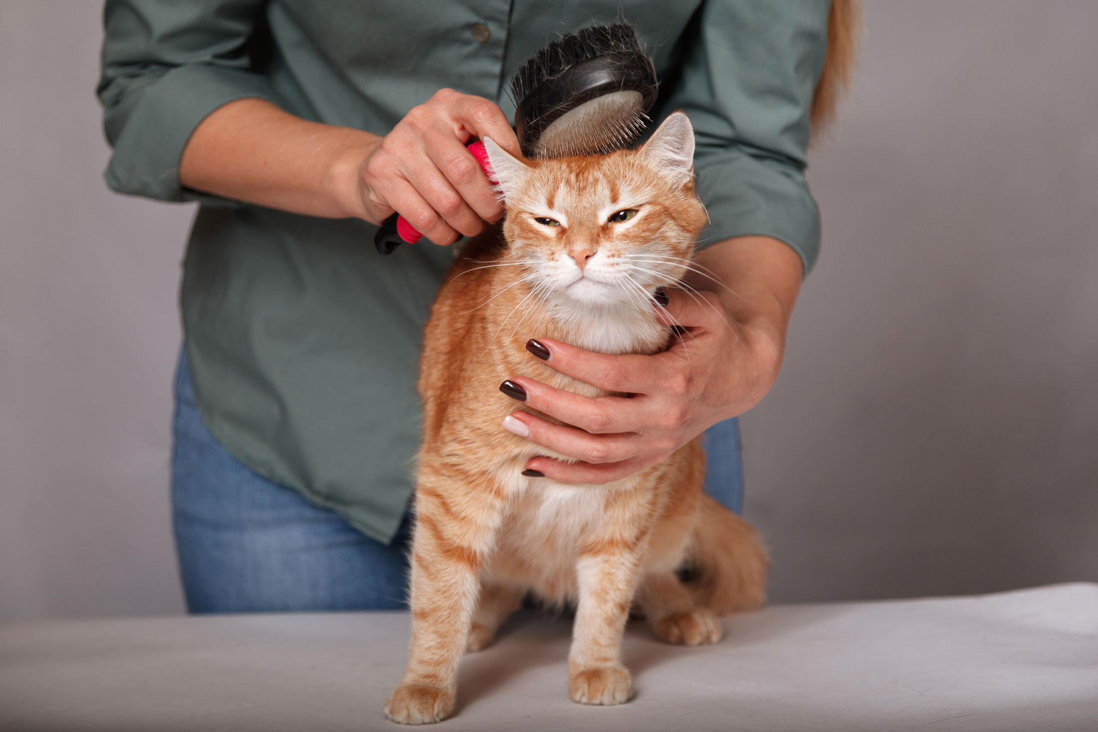 6 Best Cat Grooming Brushes Your Cat Won't Stay Away From [Dec. 2020]