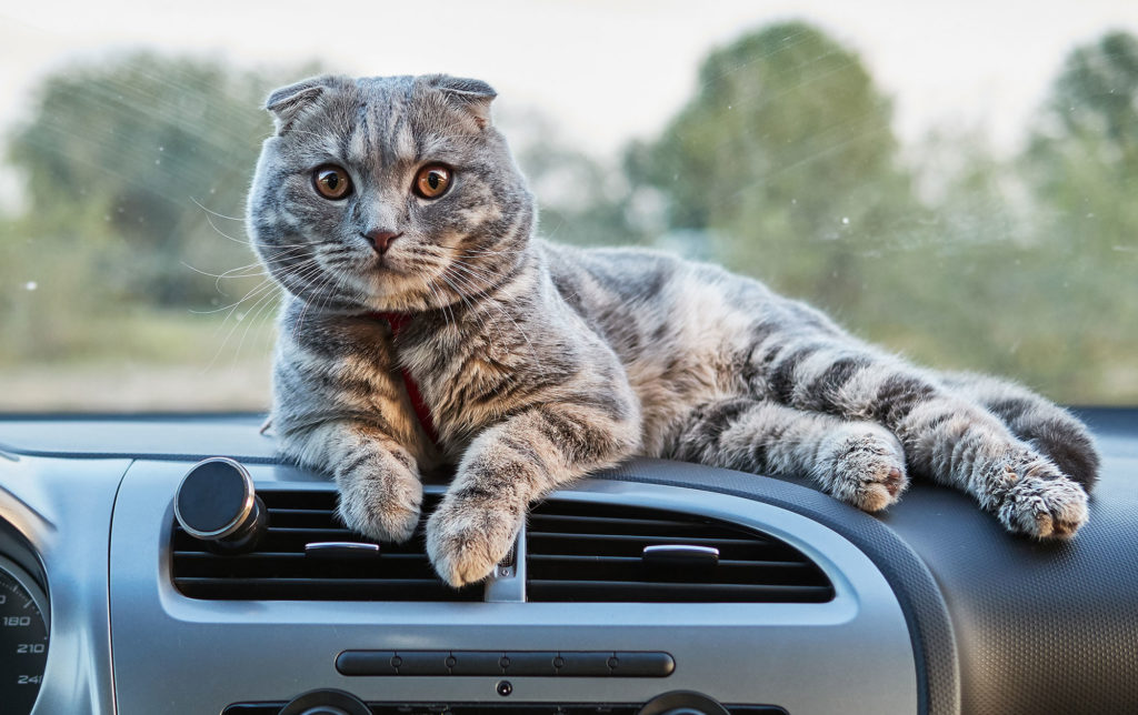 travel car with cat