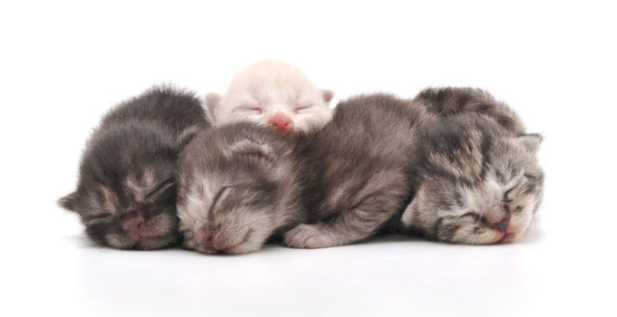 how to travel with newborn kittens