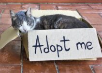 a gray-white adult cat sleeping in a cardboard box with the words "adopt me"