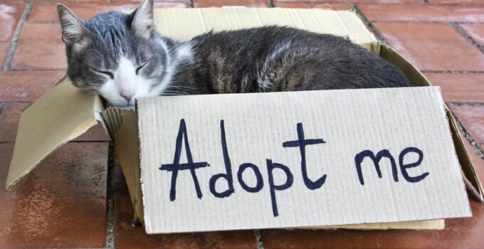 a gray-white adult cat sleeping in a cardboard box with the words "adopt me"