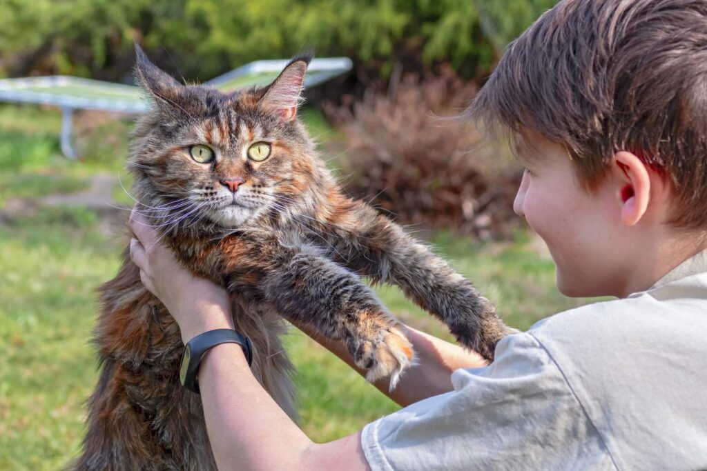 Boy lifting a cat with his hands